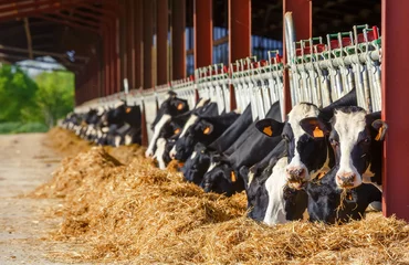 Rolgordijnen Veel Holstein-koeien die eten in een melkproductieboerderij © GoodPics
