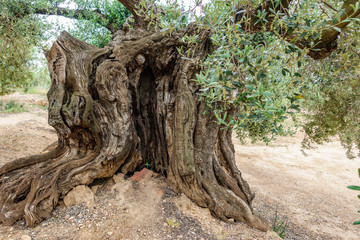 Fototapeta na wymiar Ancient thousand-year-old olive tree trunk