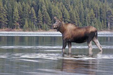 Cow Moose