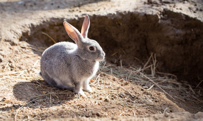 Hares on the ground in the wild