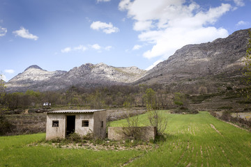 Landscape of a rye plant at the foot of a mountain
