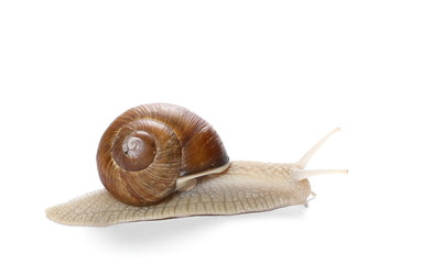 Snail isolated on white background, Helix pomatia