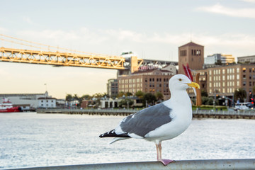 seagull in San Francisco