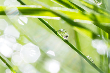 Natural summer background of grass with drops of morning dew