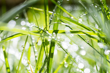 Natural summer background of grass with drops of morning dew