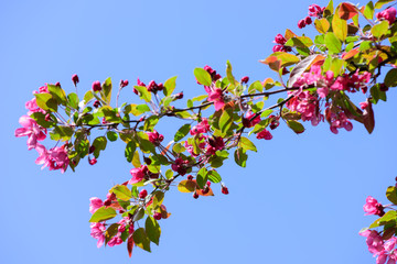 Spring flowering apple tree