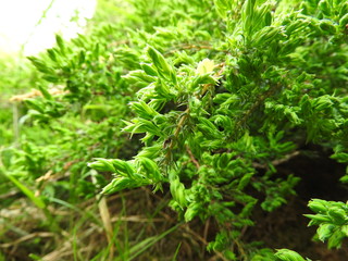 Green plant look like natural monster.