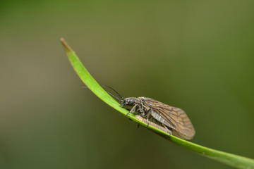 Fliegenmakro