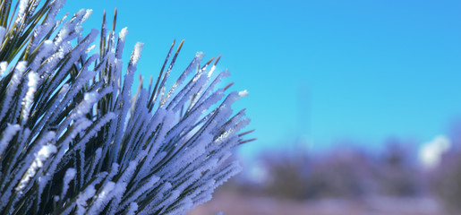 frost and sun in the pine needles on a background of blue sky