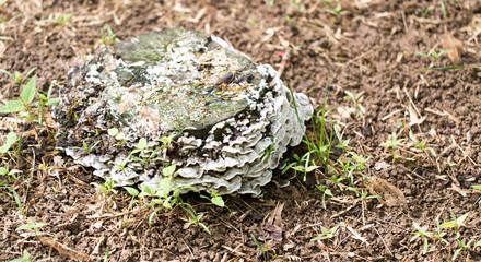Inedible mushrooms on a stump in the park