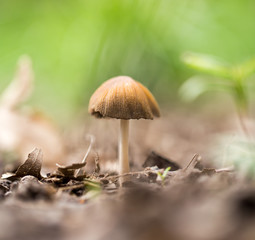 Inedible mushrooms on the ground in the park