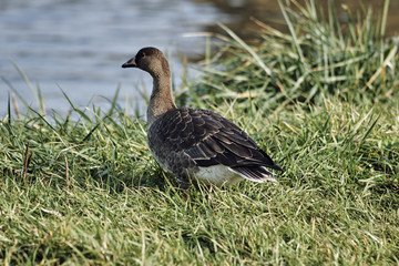 Wild goose on the lake, Poland.