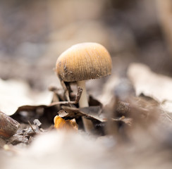 Inedible mushrooms on the ground in the park