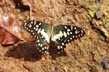 butterfly in mud