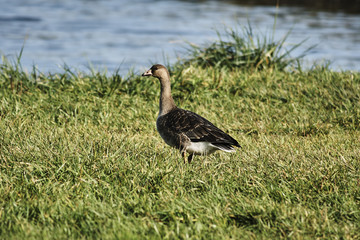 Wild goose on the lake, Poland.