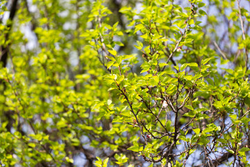 Small green leaves on a tree in spring