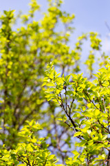 Small green leaves on a tree in spring