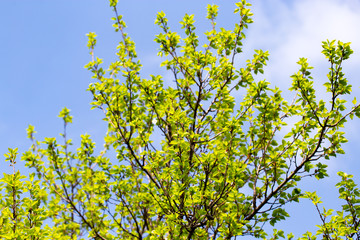 Small green leaves on a tree in spring