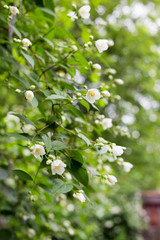 jasmine flowers in garden