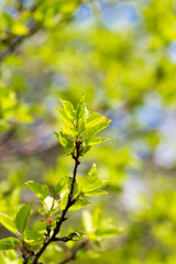 Small green leaves on a tree in spring