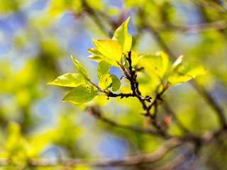 Small green leaves on a tree in spring