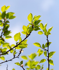 Small green leaves on a tree in spring