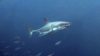 Obraz na płótnie Canvas Neptune Islands Great White Shark Diving