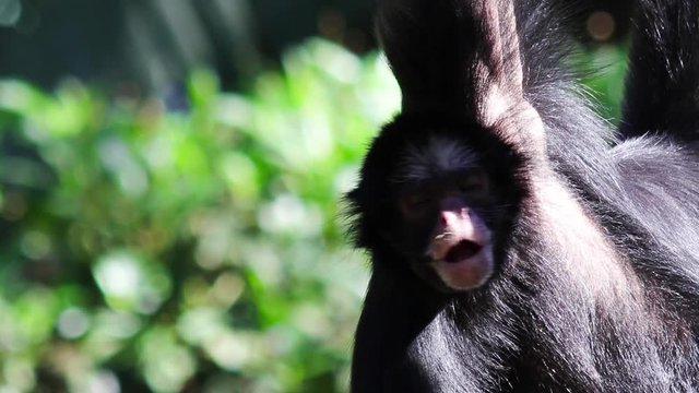Macaco-aranha-de-testa-branca.
