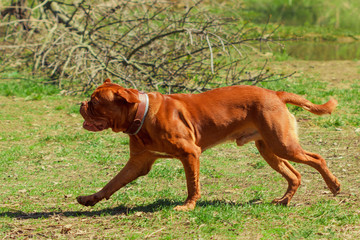 Red-haired dog. Red Mastiff run in park