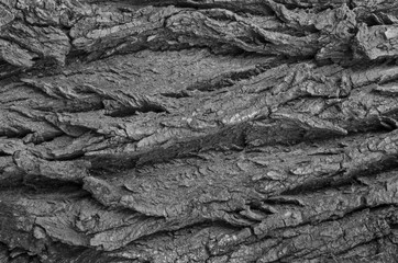 wood bark texture