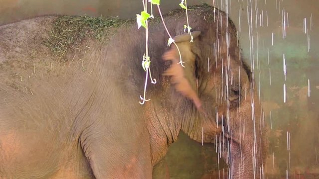 Elefante asi&aacute;tico comendo capim.