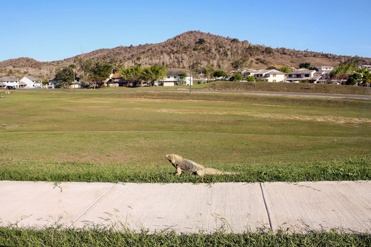 Iguana resting on a hot summer day in front of homes at Guantanamo Bay, Cuba