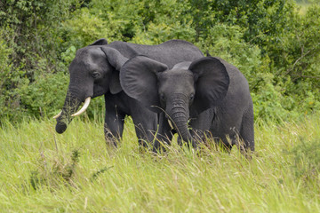 Naklejka premium African elephants (Loxodonta africana), Queen Elizabeth National Park, Uganda, Africa