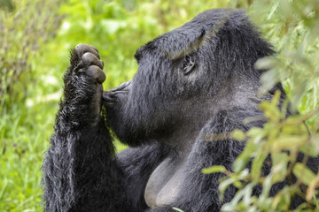Berggorilla (Gorilla beringei beringei), Nyakagezi Gorilla Gruppe, Mgahinga-Gorilla-Nationalpark, Virunga Vulkane, Kisoro, Uganda, Afrika