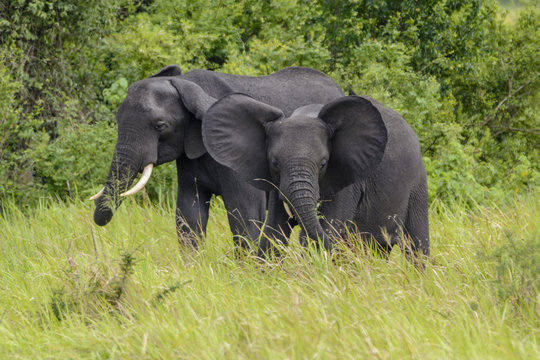 Fototapeta African elephants (Loxodonta africana), Queen Elizabeth National Park, Uganda, Africa