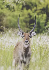 Foto auf Acrylglas Antilope Defassa Wasserbock (Kobus Defassa), Queen Elizabeth National Park, Uganda, Afrika