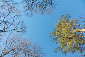 Obraz premium Forest sky