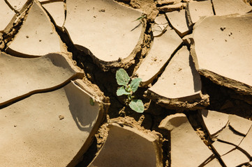 Lonely young plant in a dry river bed