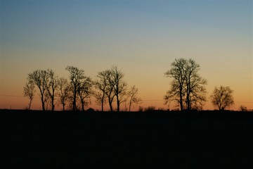 Tree silhouettes at sunset