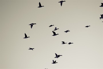 Birds flying