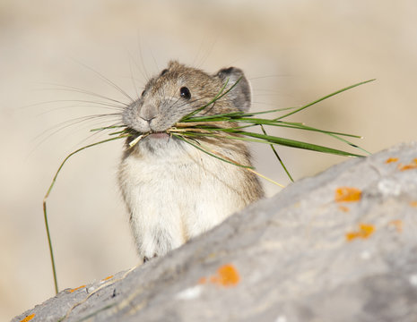 American Pica