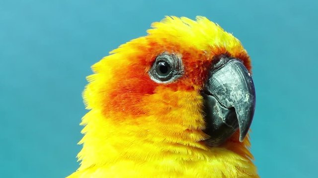 Jandaia-amarela. (Aratinga solstitialis)