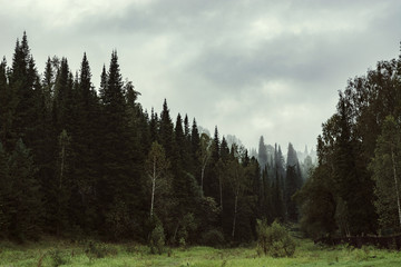 The gloomy atmosphere of the evening in the dark forest. High firs and pines in the fog. Overcast weather.