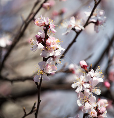 Beautiful flowers on apricot tree in spring