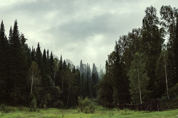 The gloomy atmosphere of the evening in the dark forest. High firs and pines in the fog. Overcast weather.
