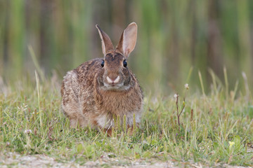 Eastern Cottontail