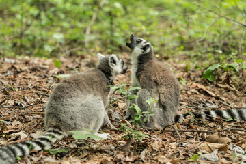 Duke Lemur Research