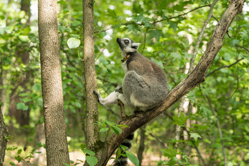 Duke Lemur Research
