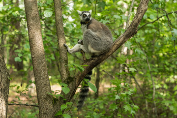 Duke Lemur Research
