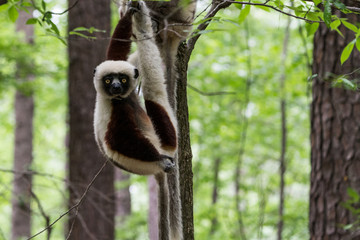 Duke Lemur Research